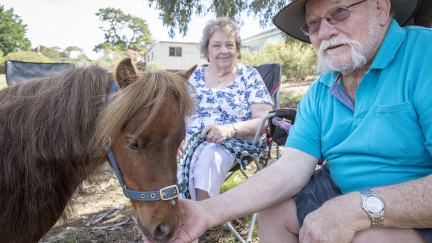 Maverick the therapy horse happily interacts with people of all ages