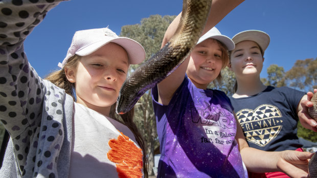 Xanthe Smith, 8, and Verity Smith, 10, from Waramanga, and Zahra Crouch, 10, from Banks get hands on with a black-headed python at the Tidbinbilla open day. 