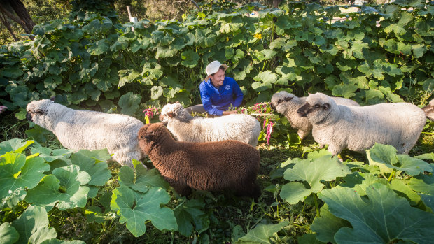 Simeon Ash gets some help gardening in the pumpkin patch at Collingwood Children's Farm.