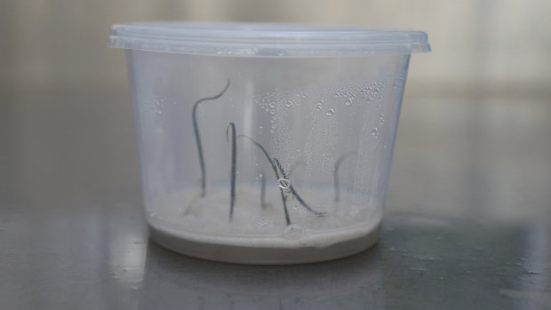 Orchid seedlings in their 'humidicrib', the step between lab (petri dish) and glasshouse (soil).