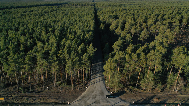 The forest property where US automaker Tesla is to build a new "gigafactory" near Gruenheide, Germany.