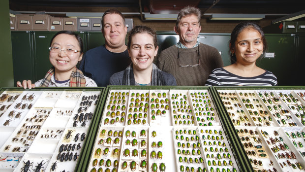 Post-doctoral researcher Ling Zi Zhou, research scientist Andreas Zwick, post-doctoral researcher Luisa Teasdale, research scientist Adam Slipinski, and technician Vidushi Patel with beetle specimens from the Australian National Insect Collection.