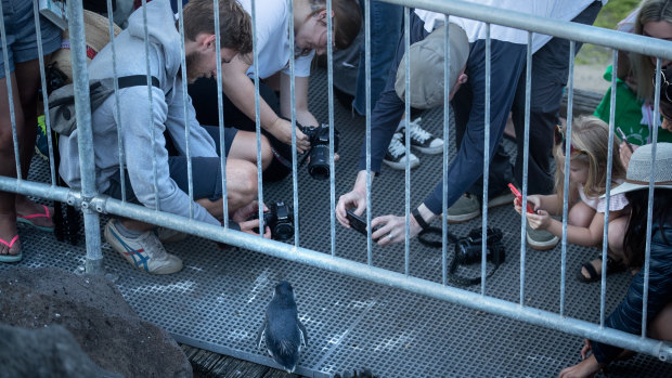 Rangers and volunteers are educating visitors to give penguins some space when they return to their burrows.