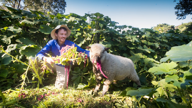 A new campaign called Moving Feast is offering some much-needed revenue, bringing the children's farm together with several other social enterprises to feed vulnerable people.