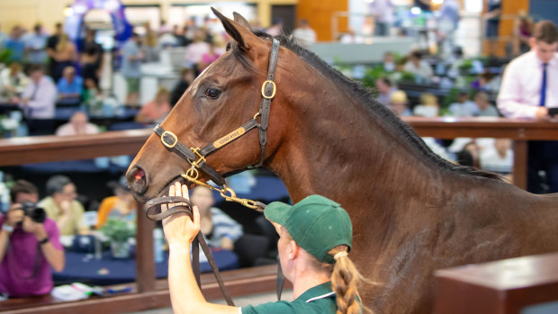 Big money: more than $50 million changed hands on day one of the Magic Millions sale.