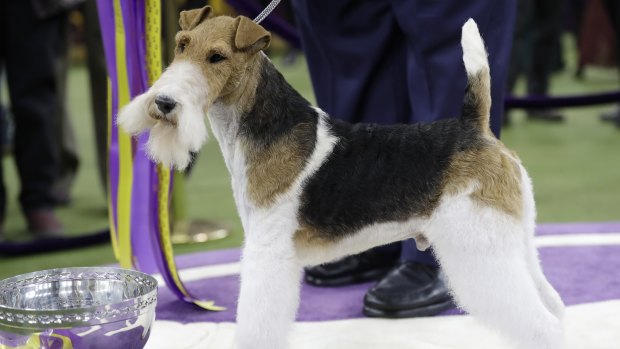 His majesty: King, a wire fox terrier, poses for photographs after winning "best in show".
