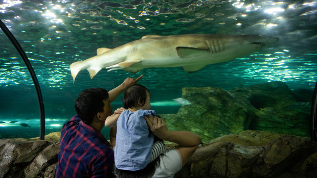 Tourism operators are lobbying the NSW government to introduce holiday vouchers for accommodation and tourism experiences such as the SEA LIFE Sydney Aquarium.