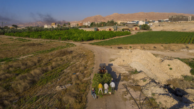 Palestinian farmers near the West Bank city of Jericho.