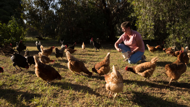 Cassie O'Neill, who runs Cassie's Fresh Eggs from home in Dubbo, has said there is a live chicken shortage.