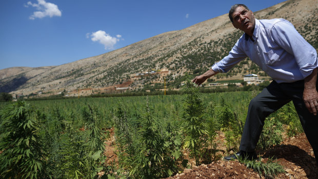 Mayez Shrief, 65, who has planted cannabis for decades checks his crop in the village of Yammoune.