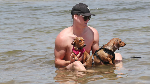 James Darcy took his dogs for a swim on Thursday to escape the suburbs' heat. 