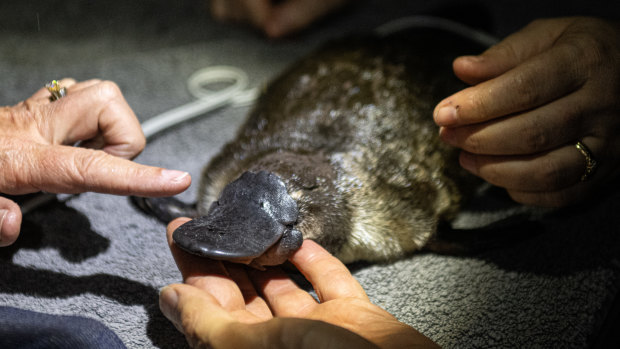 ‘Words can’t describe’: Puggle magic in Royal National Park after 50 years