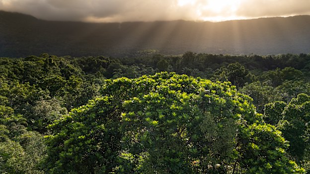 There’s a battle brewing in the Daintree. 