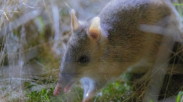 An eastern barred bandicoot at Mt Rothwell Sanctuary.