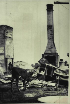 A calf wanders among the wreckage of a burned Lara house.