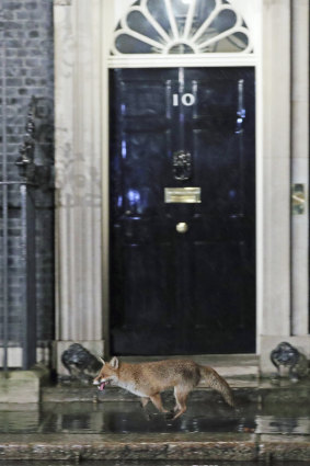 A fox captured running past Downing Street on election night in 2019.