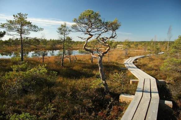 Take a hike in nature through Latvia’s Kemeri National Park.