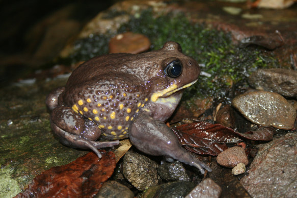 The giant burrowing frog is on the danger list.