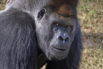 Motaba, 40, has learned to tolerate keepers testing his heart.