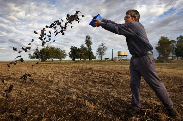 Coonamble broadacre farmer Allan Inglis cleaning out his mouse traps. 