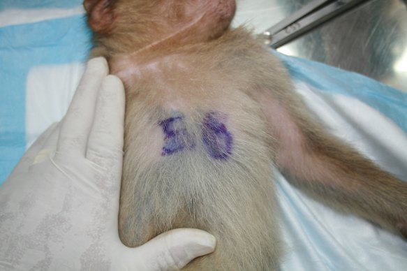 A macaque with a research number written on it, during field work.