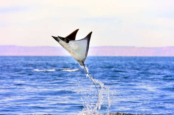 A Mobula Ray flying over the Sea of Cortez off the coast of Mexico’s Baja California peninsula.