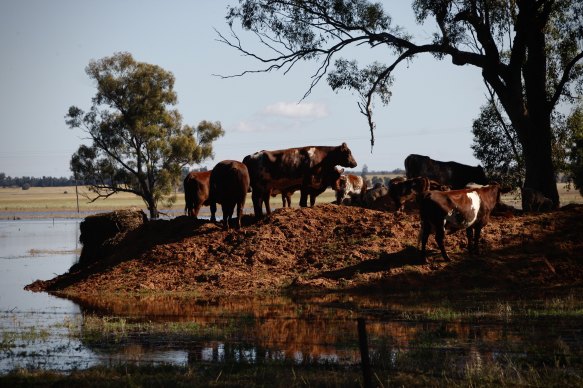 The township of Gooloogong, near Nanami and upstream from Forbes, was cut off and isolated by floodwaters.