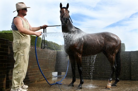Mick and Gail Loveridge, owners of former jumper Zaman (pictured), are open to returning to racing.