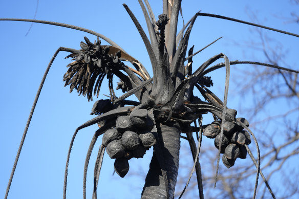 A burnt coconut tree in Lahaina, Hawaii.