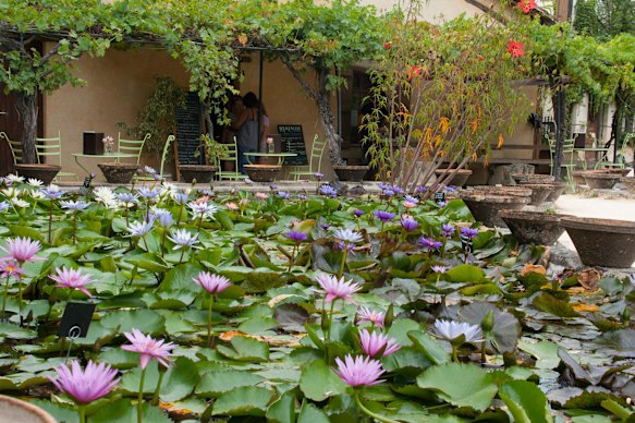 Water lilies in the gardens at Latour-Marliac.