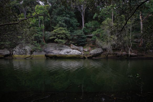 There are areas of pristine bushland along Wolli Creek.