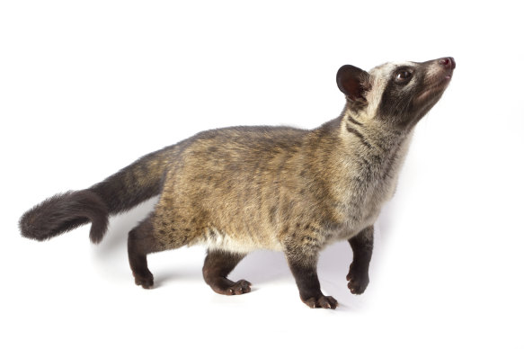 Palm civets, an ancient mammal eaten as a delicacy throughout Asia, were linked to the SARS outbreak at a wet market in China in 2002.
