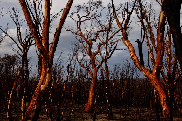 The Gospers Mountain Fire tore through the Blue Mountains and destroyed 512,000 hectares of bushland.