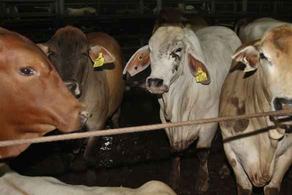 Australia exports live cattle, seen here in a file picture, to Indonesia.