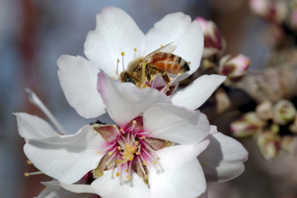 Almond crops are heavily reliant on bees for pollination. 