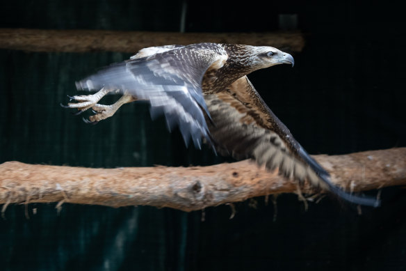 A white-bellied sea eagle, missing tail feathers and rescued from a bushfire zone, flies in the aviary at the Higher Ground Raptor Centre in the Southern Highlands of NSW on January 28.
