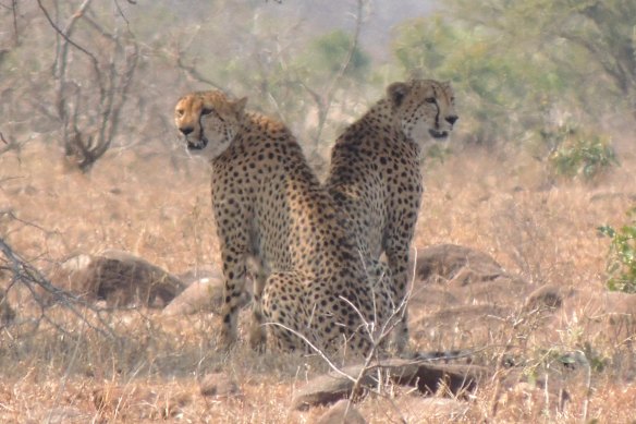 A 2012 photo of cheetahs in South Africa. Amid population declines, there were then an estimated 7100 cheetahs remaining across Africa and in a small part of Iran.