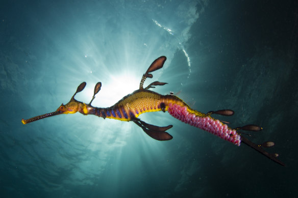 The demolition threatens the habitat of the endangered weedy sea dragon. 