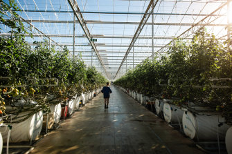 Sundrop tomato farm in Port Augusta uses solar power and desalinated water.