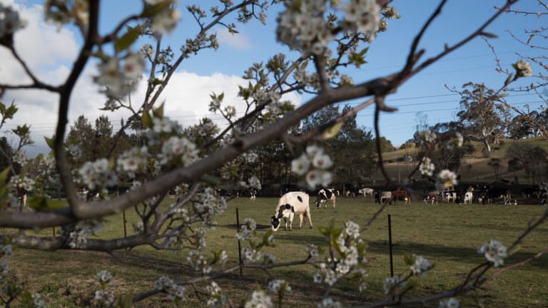 Mayberry Farm: there are now eight dairies left near Moss Vale, compared with nearly 270 a generation ago.