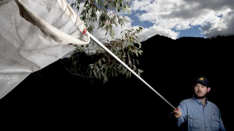 Ryan Shofner uses a butterfly network from the University of New South Wales to collect Tidbinbilla samples.