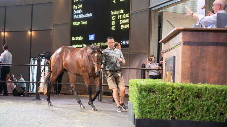 Big bids: Thoroughbreds on sale at the 2018 Inglis yearling auction.