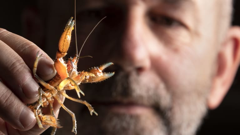 The ACT government is considering the ecological ecologist Mark Jekabsons, who recently slaughtered Reik's crab.