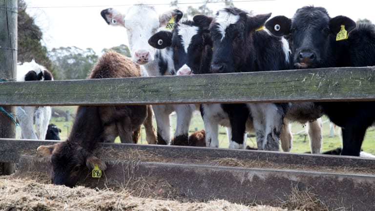 With a lack of grass in the pastures, every six days Mayberry's cows demolish 36 bales of hay.