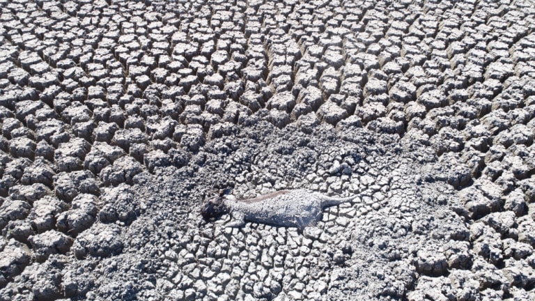 One of dozens of carcasses of dead animals trapped near the all-but dried-out Menindee Lakes in far-western NSW.