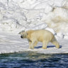 Alaska’s polar bears move to Russia to escape the heat