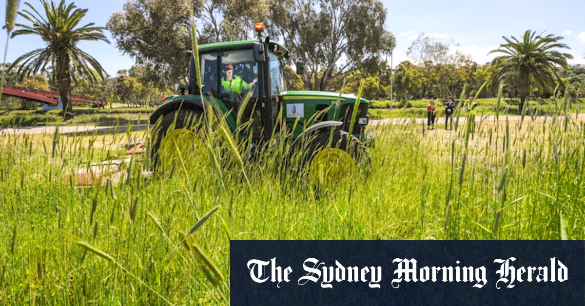 Mowed under: Grass in city's parks and roadsides out of control - Vimarsana News