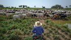 Ranchers herd cattle in Xinguara, Para state, Brazil. The country’s beef sales to China climbed a third in the first quarter of 202. 