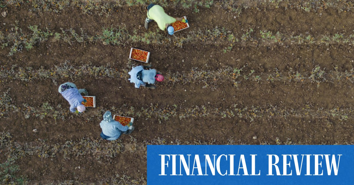 Big Italian producers dumping cheap tomatoes in Australia