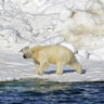 A polar bear in Alaska.